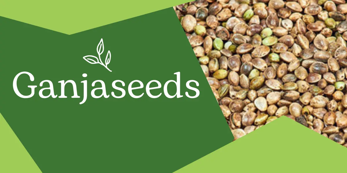 GanjaSeeds: Everything You Need to Know